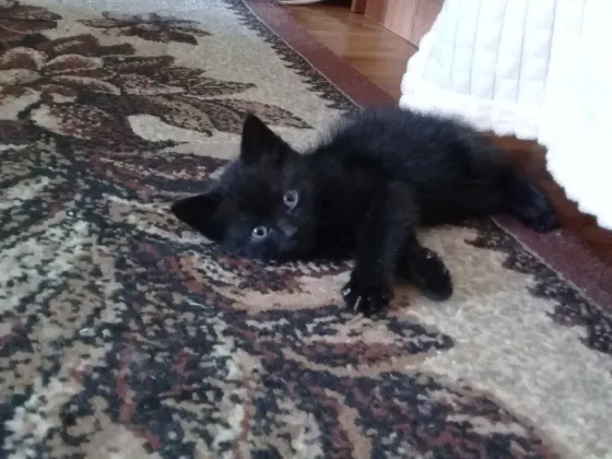 Котенок Мальчик-Кот (котята) Макеевка
