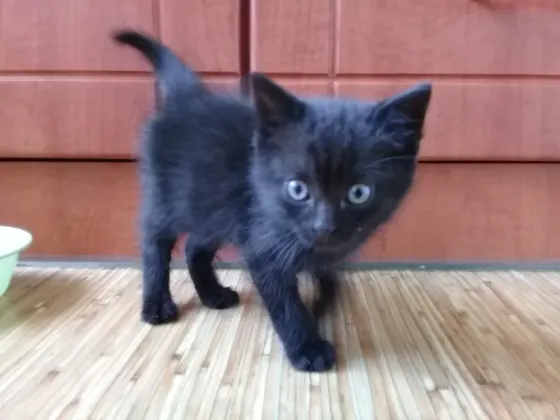 Котенок Мальчик-Кот (котята) Макеевка