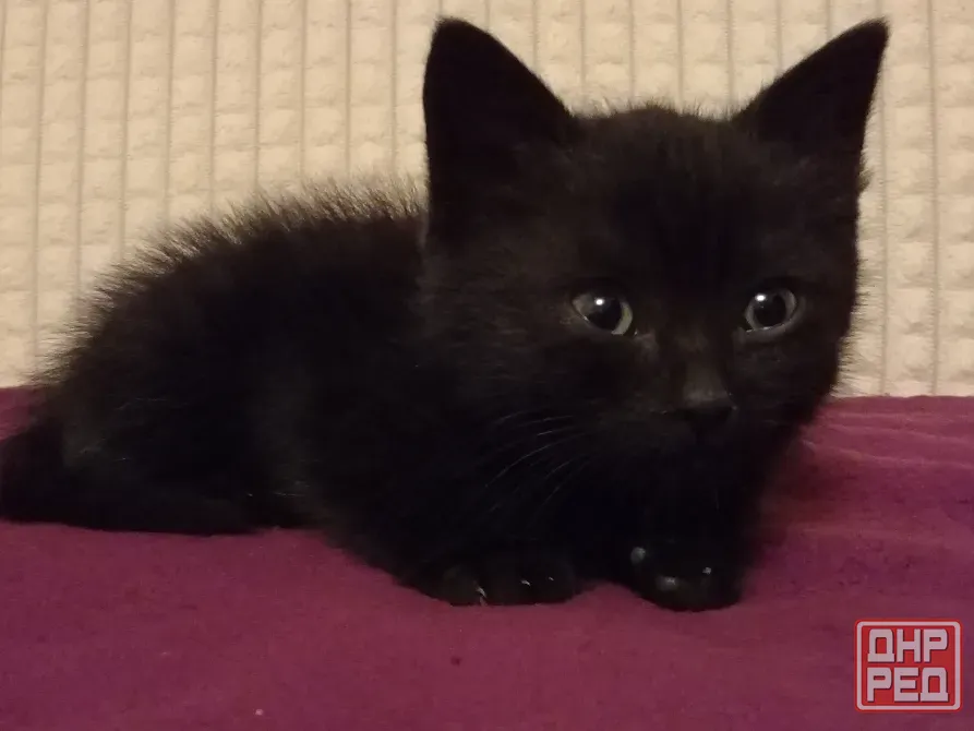 Котенок Мальчик-Кот (котята) Макеевка - изображение 5