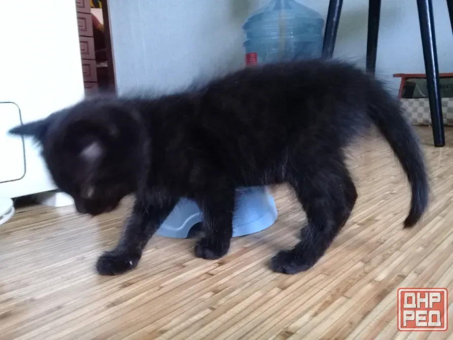 Котенок Мальчик-Кот (котята) Макеевка - изображение 3