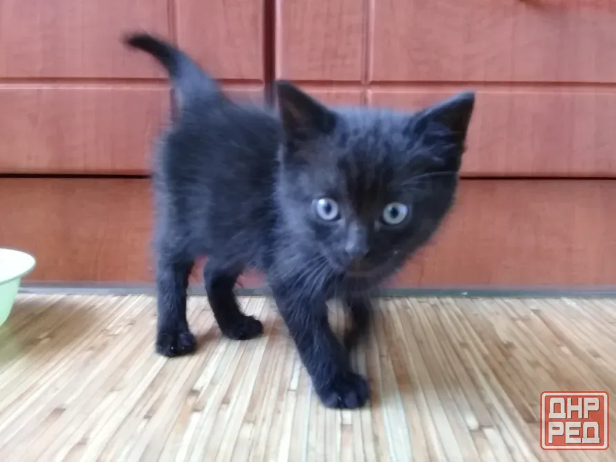 Котенок Мальчик-Кот (котята) Макеевка - изображение 1