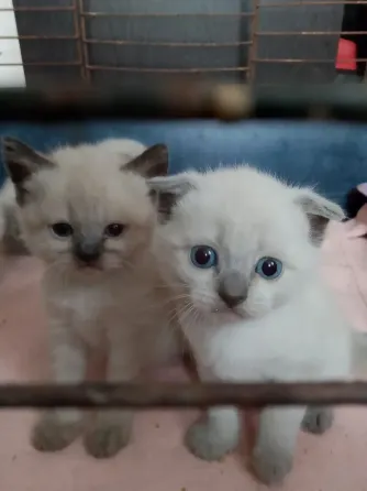 Сиамские котята Донецк