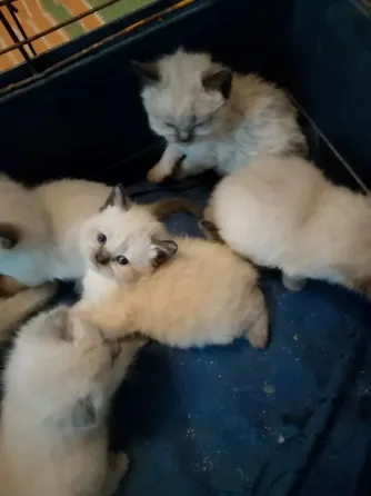 Сиамские котята Донецк