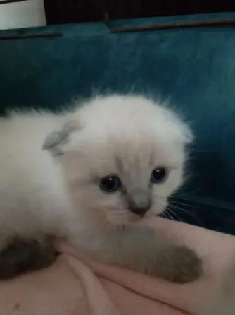 Сиамские котята Донецк