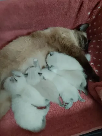 Сиамские котята Донецк