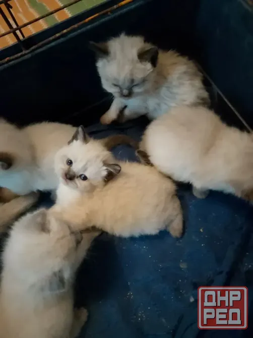 Сиамские котята Донецк - изображение 4