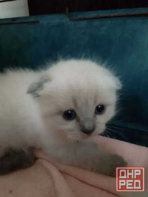 Сиамские котята Донецк - изображение 3