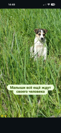Щенки Донецк