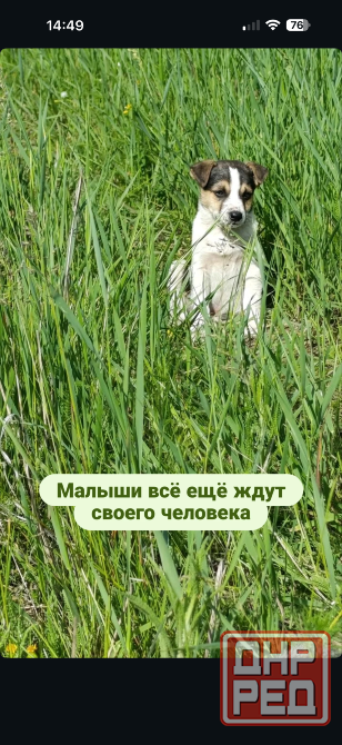 Щенки Донецк - изображение 2