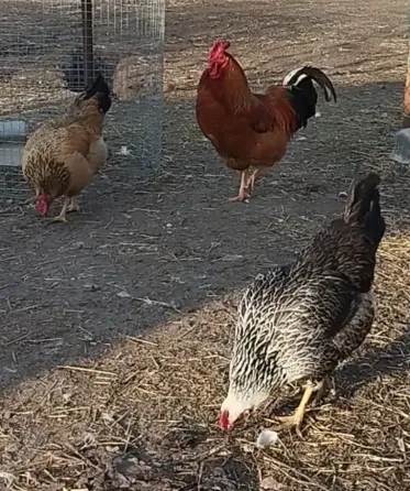 Продам цплят Мариуполь