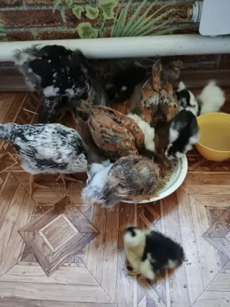 Продам цплят Мариуполь