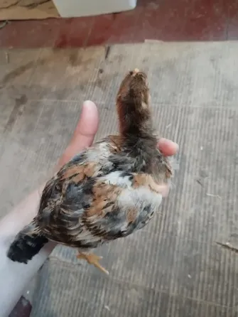 Продам цплят Мариуполь
