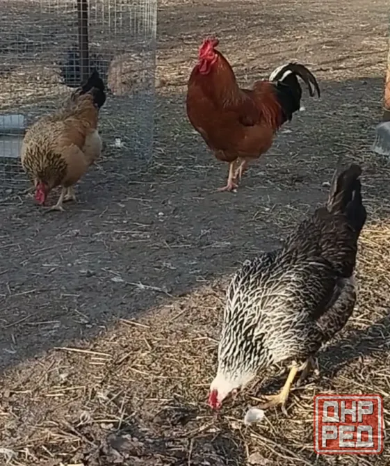 Продам цплят Мариуполь - изображение 4