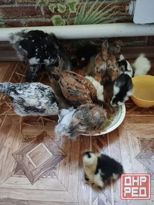 Продам цплят Мариуполь - изображение 2
