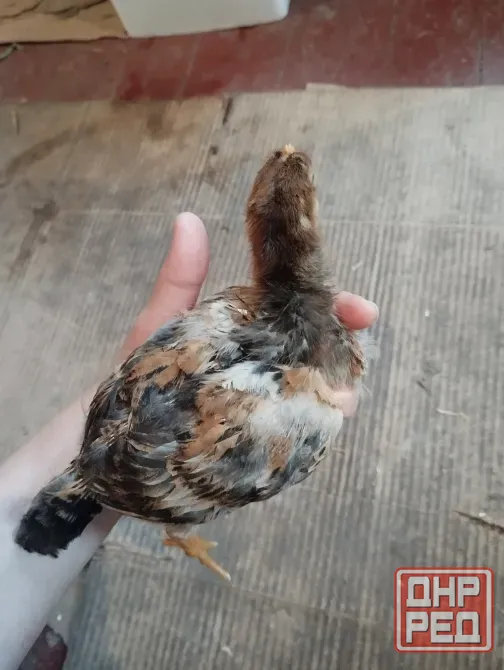 Продам цплят Мариуполь - изображение 3