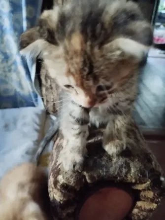 Продам котят вислоухих Мариуполь