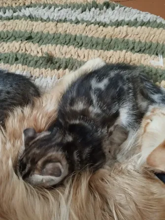 Продам котят вислоухих Мариуполь