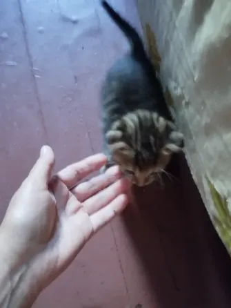 Продам котят вислоухих Мариуполь