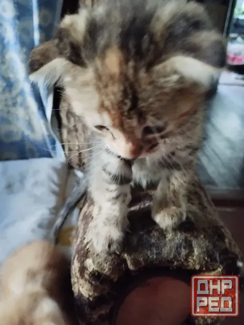 Продам котят вислоухих Мариуполь - изображение 4