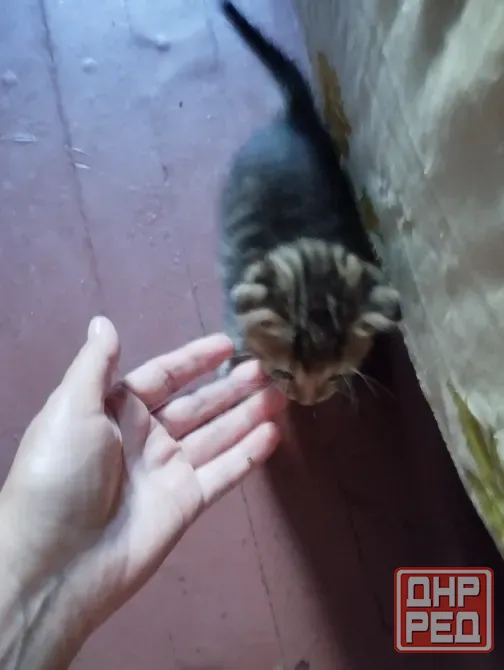 Продам котят вислоухих Мариуполь - изображение 3