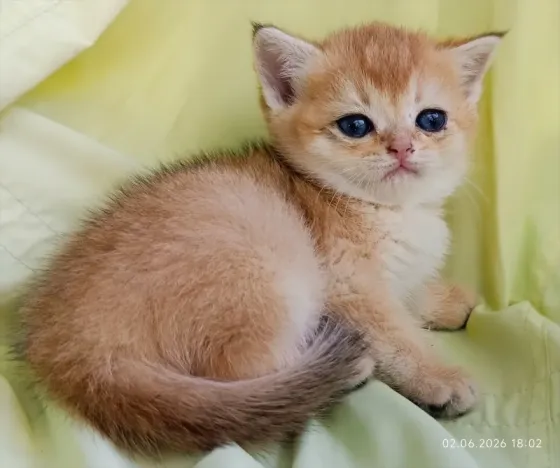 Шотландская кошечка золотая шиншилла Донецк