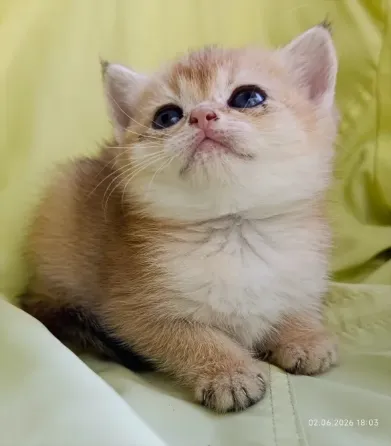Шотландская кошечка золотая шиншилла Донецк