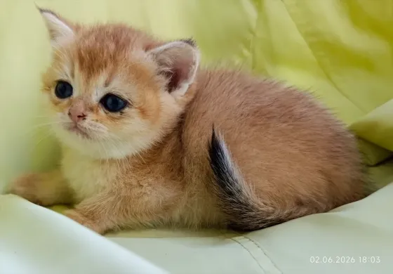 Шотландская кошечка золотая шиншилла Донецк