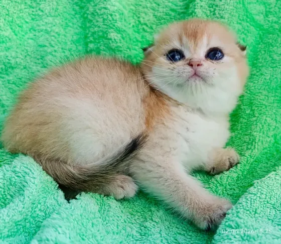 Золотая шиншилла Донецк