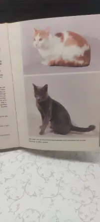Книга Атлас пород кошек Донецк