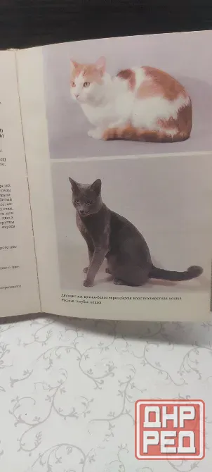 Книга Атлас пород кошек Донецк - изображение 4