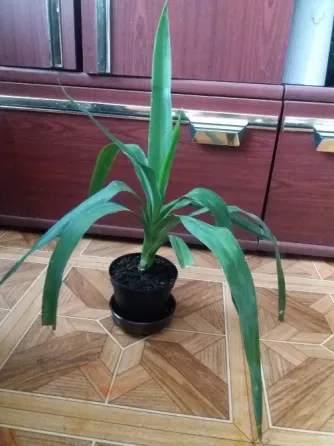 Продам пальму юкку комнатную Донецк