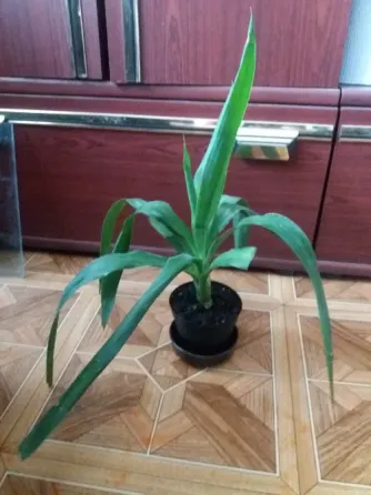 Продам пальму юкку комнатную Донецк