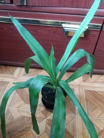 Продам пальму юкку комнатную Донецк