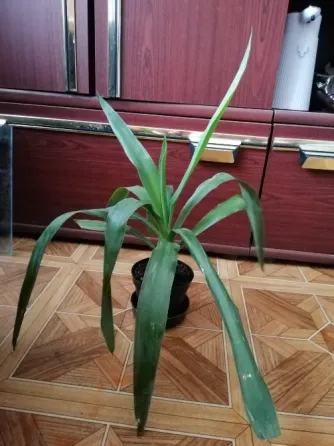 Продам пальму юкку комнатную Донецк