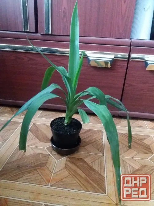 Продам пальму юкку комнатную Донецк - изображение 4