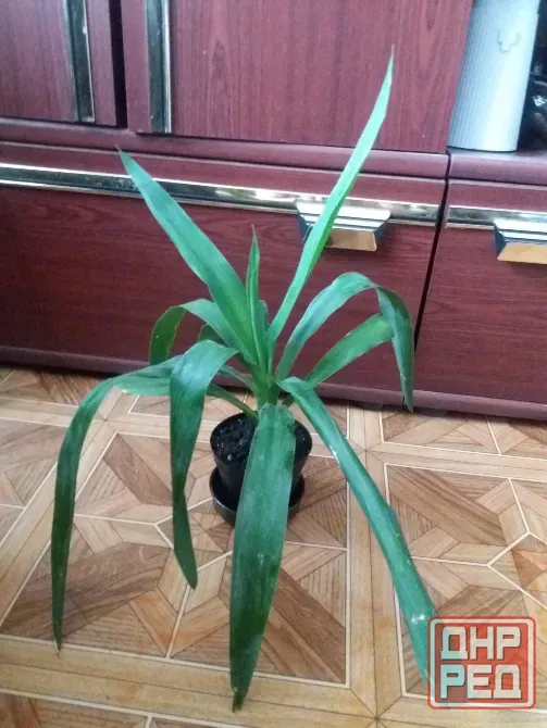 Продам пальму юкку комнатную Донецк - изображение 7