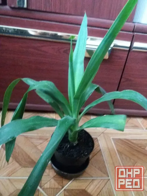 Продам пальму юкку комнатную Донецк - изображение 6
