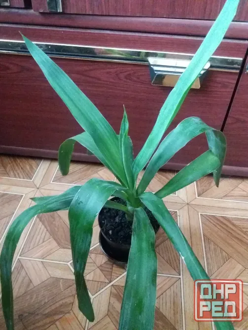 Продам пальму юкку комнатную Донецк - изображение 3