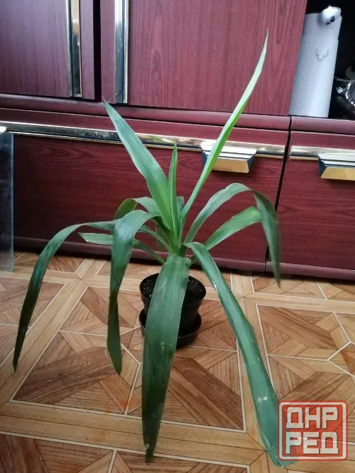 Продам пальму юкку комнатную Донецк - изображение 1