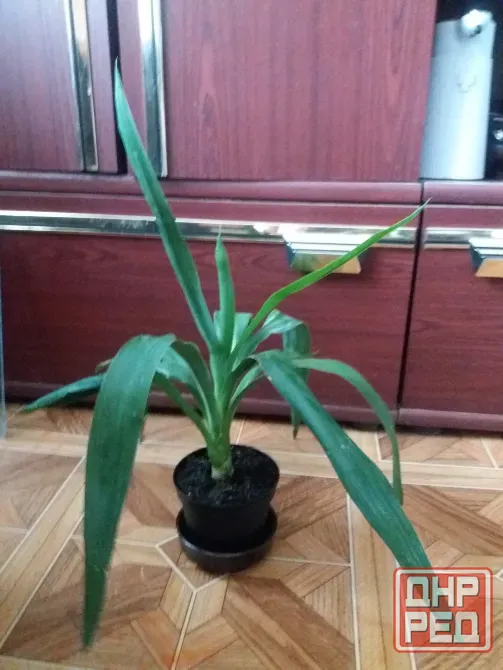 Продам пальму юкку комнатную Донецк - изображение 8