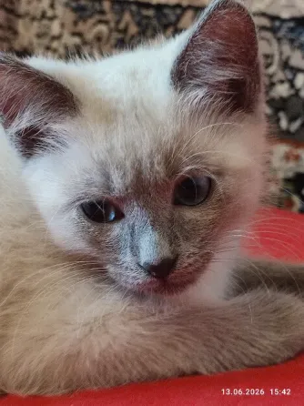 Котята Невской Маскарадной породы ждут хозяев Донецк