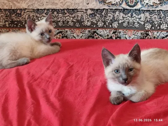 Котята Невской Маскарадной породы ждут хозяев Донецк