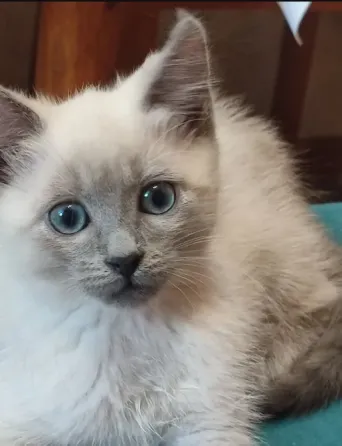Котята Невской Маскарадной породы ждут хозяев Донецк
