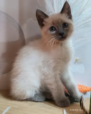 Котята Невской Маскарадной породы ждут хозяев Донецк