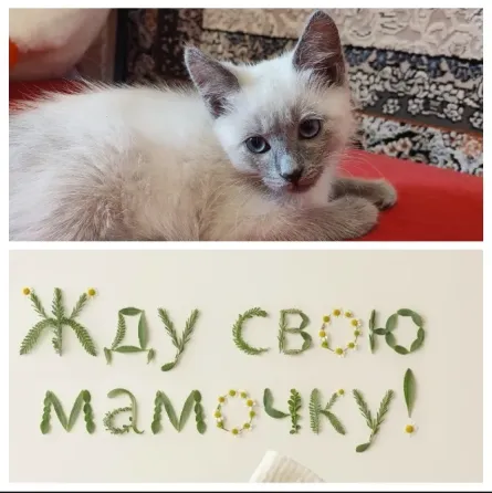 Котята Невской Маскарадной породы ждут хозяев Донецк
