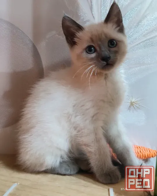 Котята Невской Маскарадной породы ждут хозяев Донецк - изображение 1