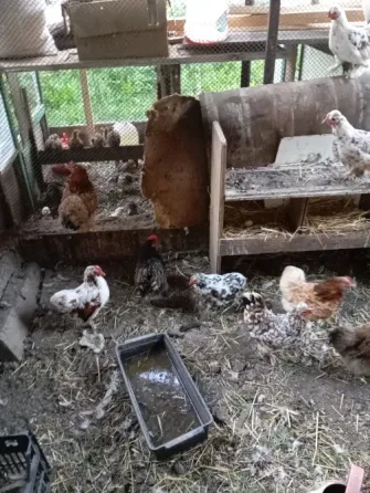 Домашняя птица Донецк