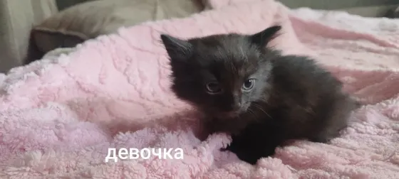 Отдам котят в добрые руки Макеевка