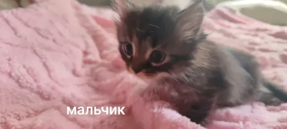 Отдам котят в добрые руки Макеевка
