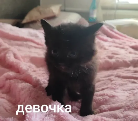 Отдам котят в добрые руки Макеевка